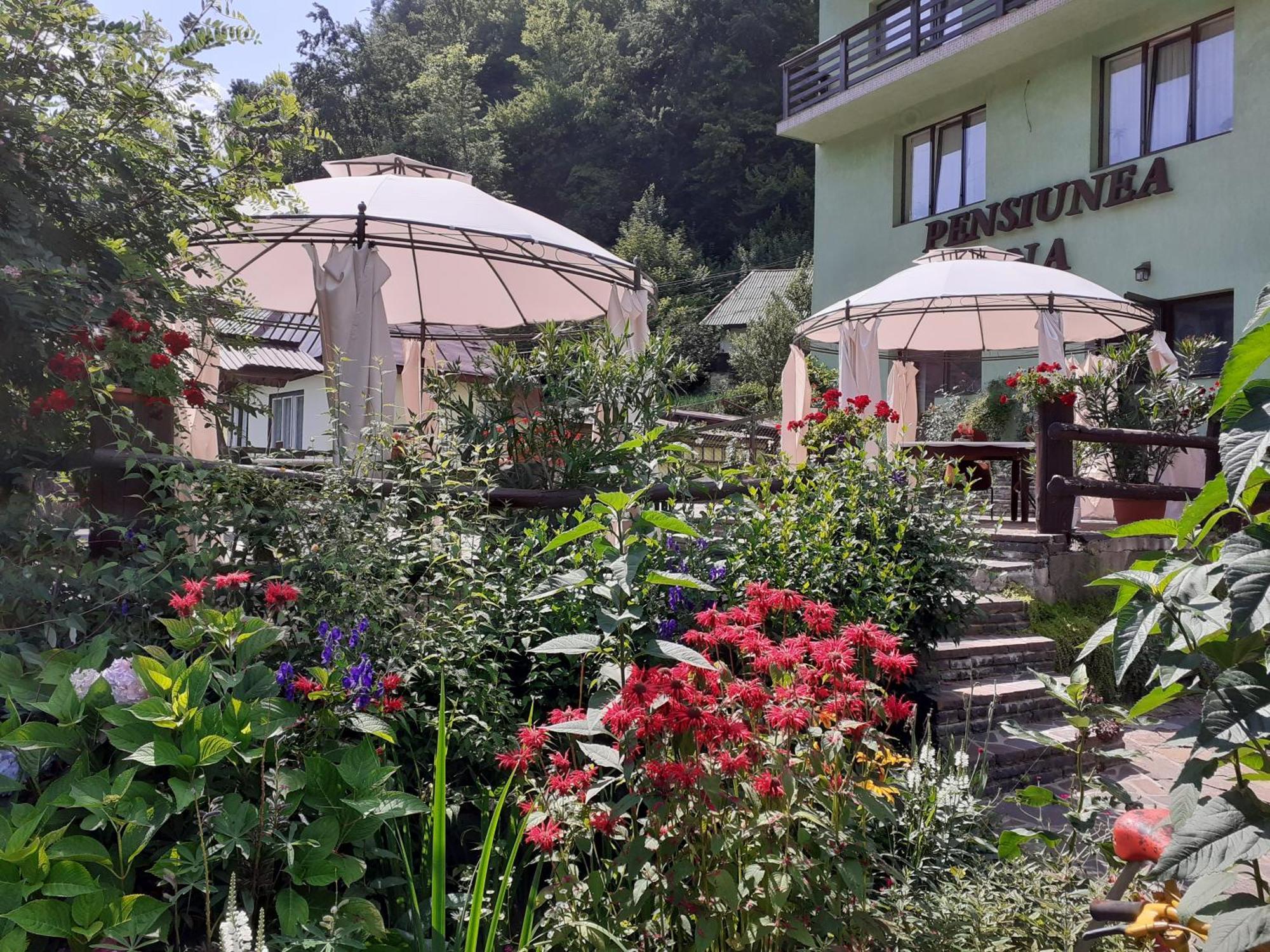 Pensiunea Ana Cavnic Bagian luar foto